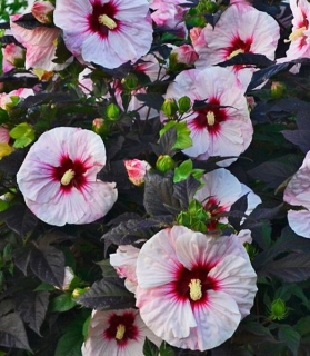 Hibiscus moscheutos 'Perfect Storm'